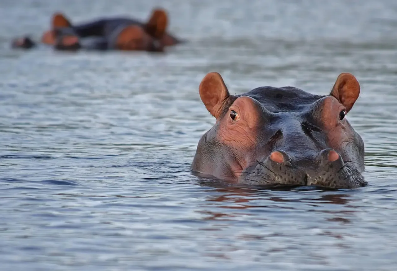 Hero-Bild für Botswana