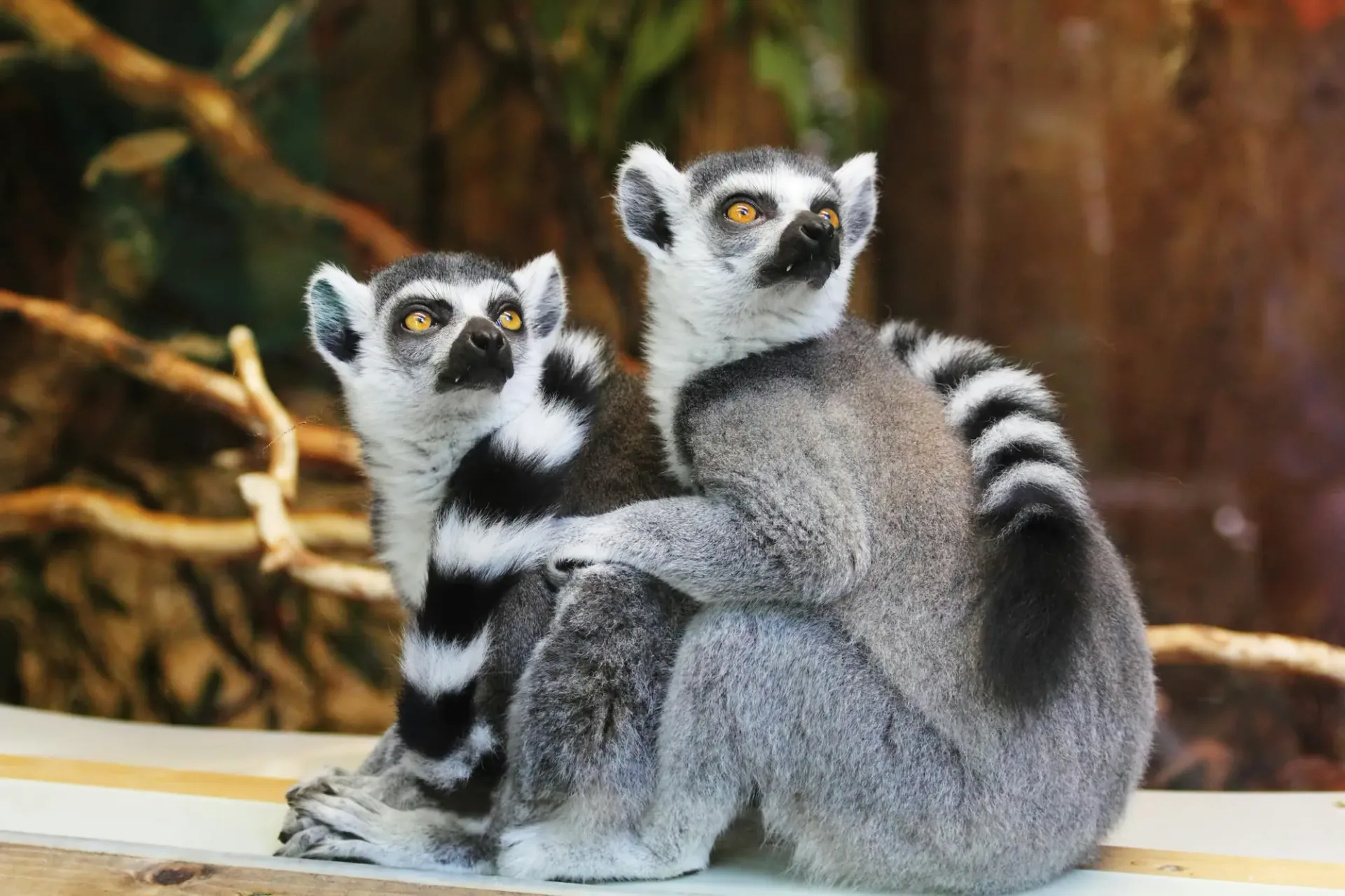 Hero-Bild für Madagaskar
