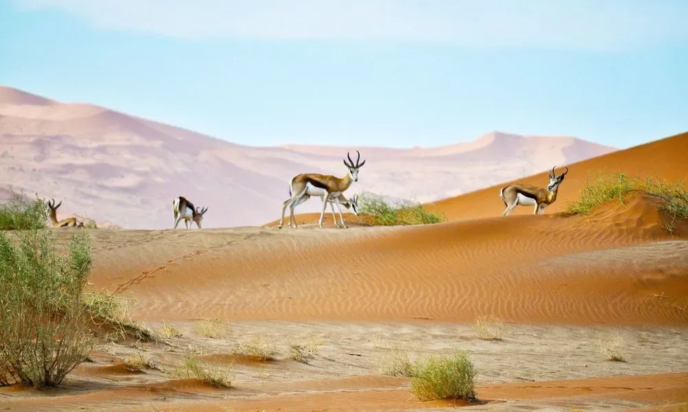 Hero-Bild für Namibia