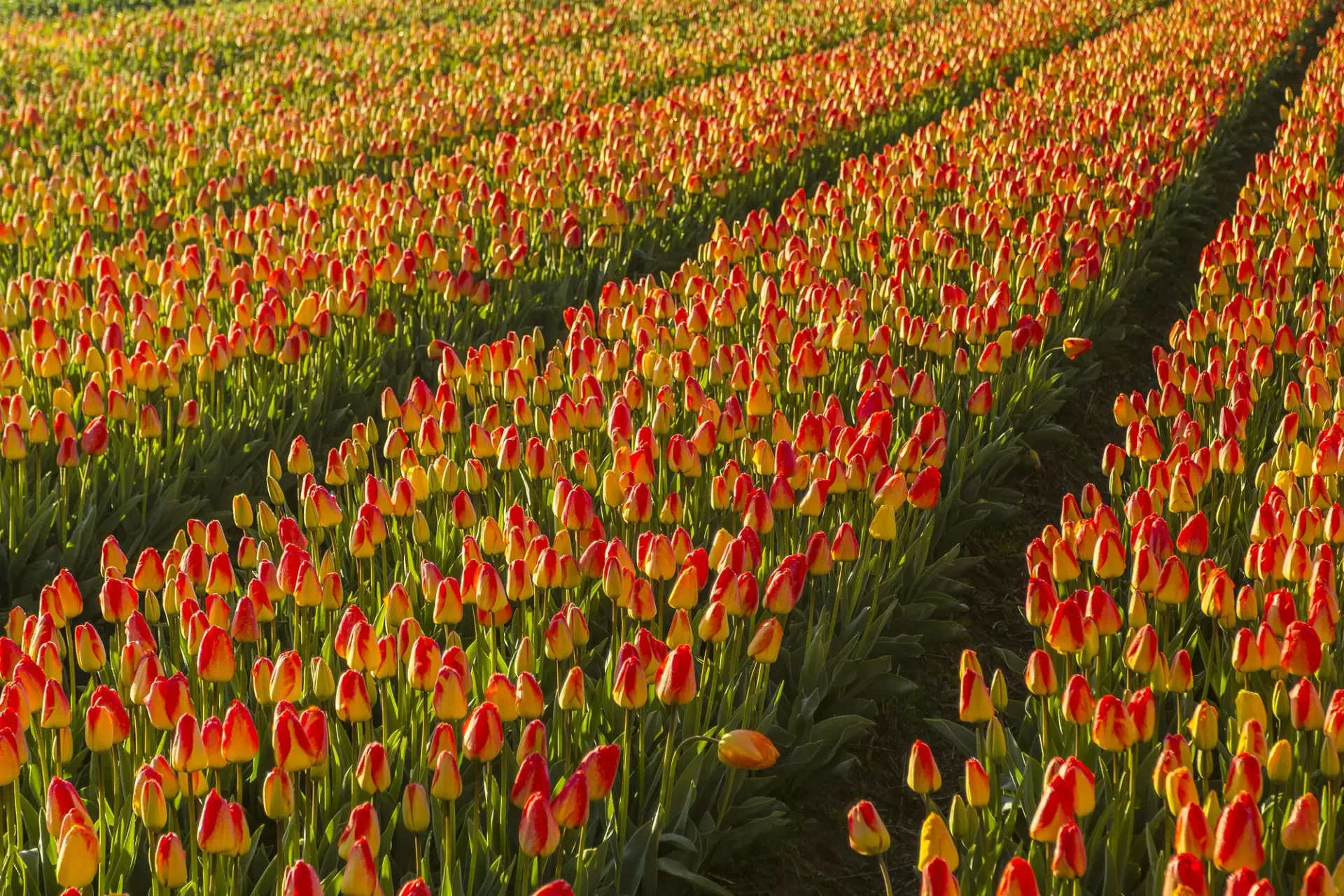 Hero-Bild für Niederlande