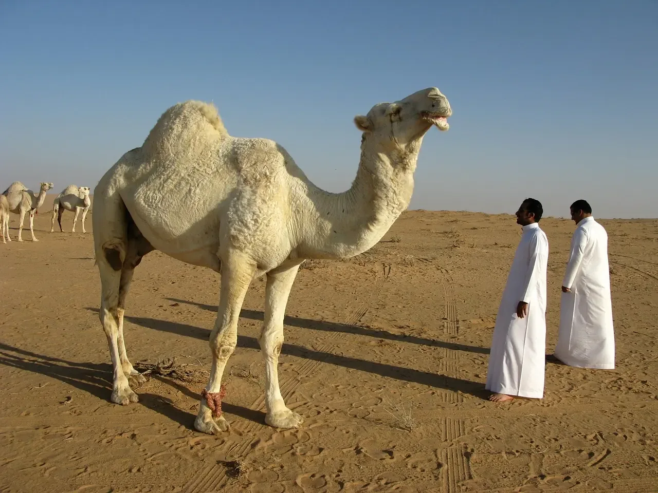 Hero-Bild für Saudi-Arabien